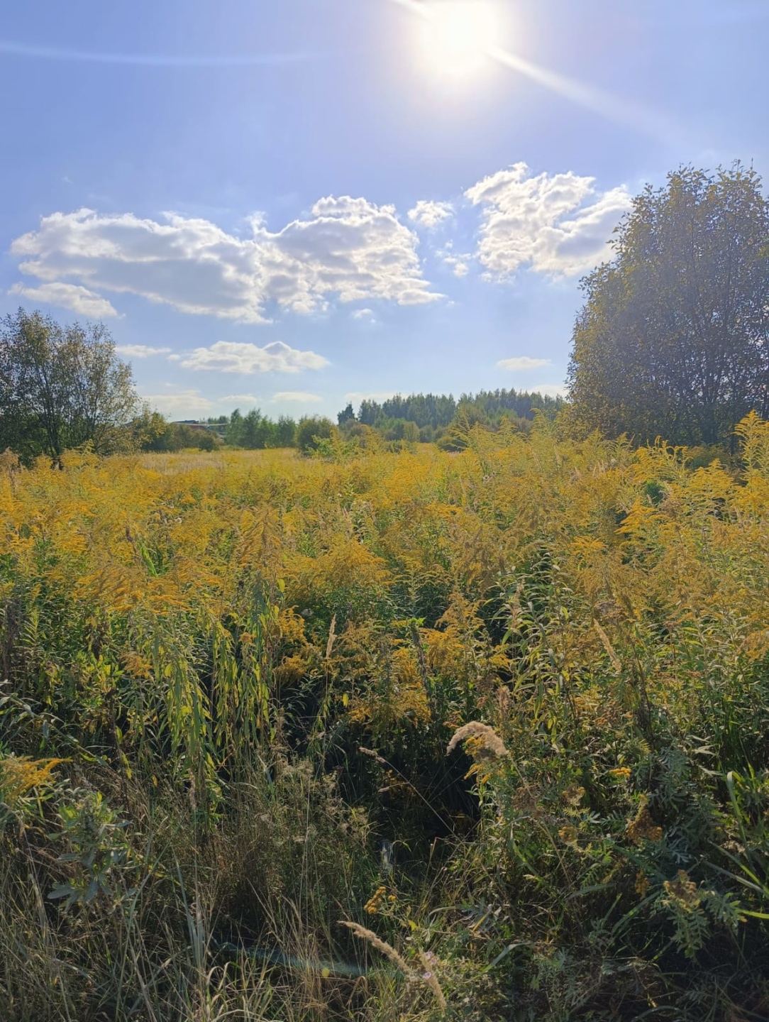 Продаются участки в КП Палисад от 6 соток. Въезд в поселок через шлагбаум. Земли ИЖС, все коммуникации имеются: газ до участка, свет, вода - скважина. 